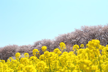 Obraz premium 春 菜の花と桜