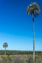 Fototapeta premium Palms on El Palmar National Park, Argentina