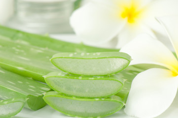 Aloe vera plant for skincare