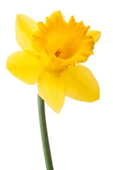 Papier Peint photo Autocollant Narcisse Fleur de jonquille ou narcisse isolé sur fond blanc découpe