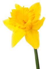Daffodil flower or narcissus isolated on white background cutout