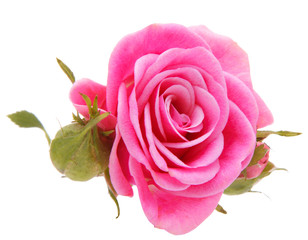 Pink rose flower head isolated on white background cutout