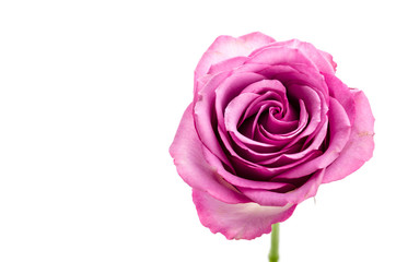 Pink rose isolated on white