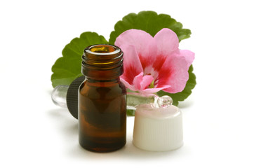 Pelargonium Pelargonien Пеларгония Pelargonia