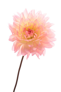 Dahlia isolated on white background