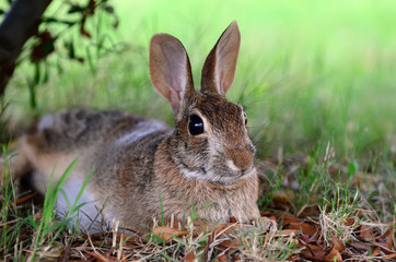 Naklejka na ściany i meble Cute cottontail bunny rabbit under tree in the garden