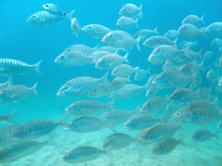 School of fish swimming