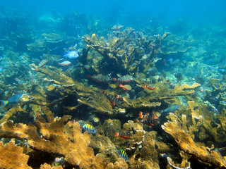 Sea floor and coral reef