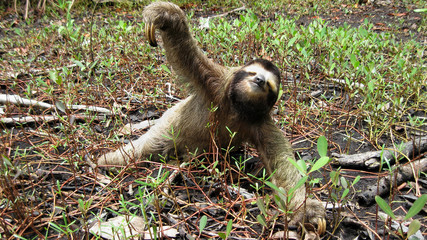 Sloth on the ground