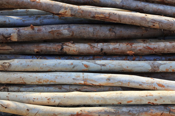 Pile of old wood sticks