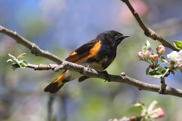 Fototapeta premium American Redstart Warbler