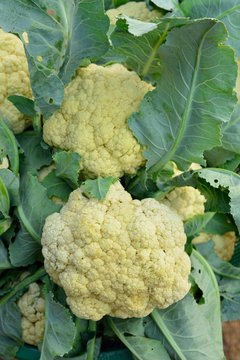 cauliflower vegetable