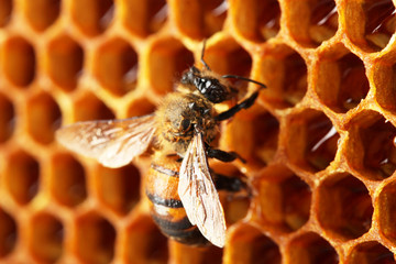 yellow beautiful honeycomb with honey and bee, background
