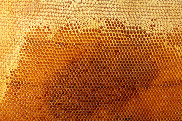 yellow beautiful honeycomb with honey, background