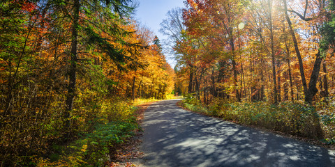 Road in fall forest