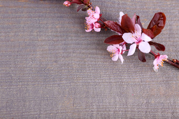 Fototapeta na wymiar Blooming tree branch with pink flowers on wooden background