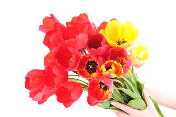 Colorful tulips isolated on white