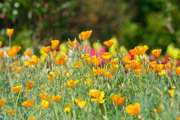 close-up of California Golden Poppy flowers, yellow flowers summ