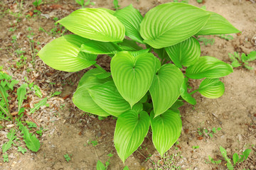 Young growing plant in spring