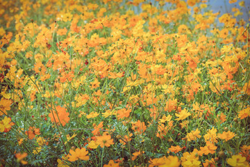 Obraz na płótnie Canvas Beautiful orange flowers in green field garden