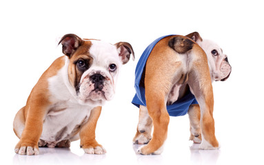 two english bulldog puppies are looking at something