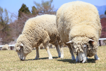 Naklejka na ściany i meble 牧草を食べる２頭の羊