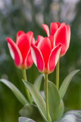 Naklejka premium チューリップ