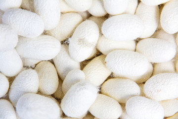 Silkworm Cocoon Background