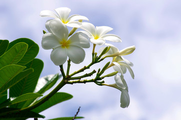 Frangipani flowers