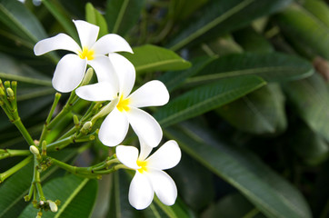 plumeria flowers