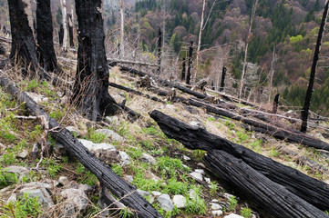 Fire in the forest