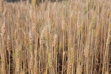 closeup barley seed in field