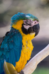 ルリコンゴウインコ