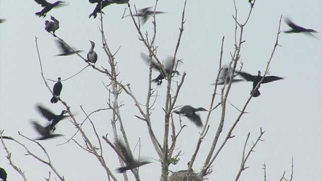 Returning birds cormorants to their nests in the colony.