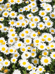 flowers of daisies