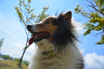 愛犬