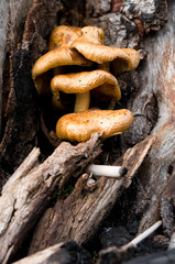 Fire in the forest