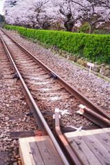 Obraz premium サクラと線路