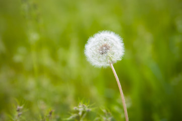 Dandelion background