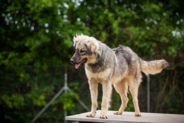 Junger Schäferhundmischling