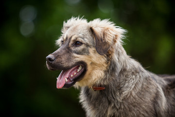 Naklejka na ściany i meble Mischlingshund im Portrait