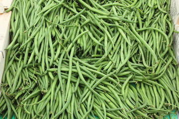 Haricot vert fin