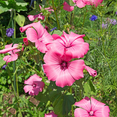 Trichtermalve - Malope trifida