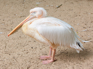 Adult pelican resting