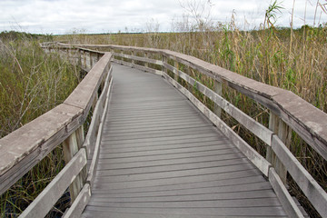 Fototapeta na wymiar Everglades Nat. Park, Anhinga Trail