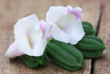 Fototapeta na wymiar Green sesame seeds with flower