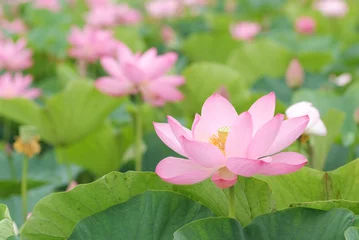 Tableaux sur verre fleur de lotus 蓮池_満開