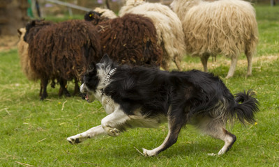 Obraz premium Border-Collie beim Hüten