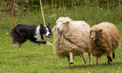 Border-Collie beim H&uuml;ten