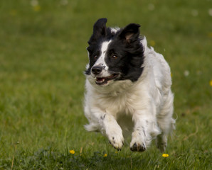 Border Collie am rennen
